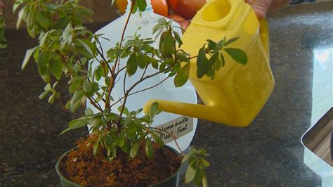 Check spelling or type a new query. You Can Grow It: How to make inexpensive homemade plant ...