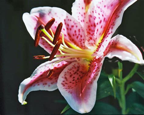 Asiatic Lily Care When And How To Plant Asiatic Lilies From Bulbs