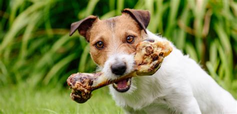 Can Dogs Eat Cooked Bones The Dangers Of Cooked Bones Our Blog
