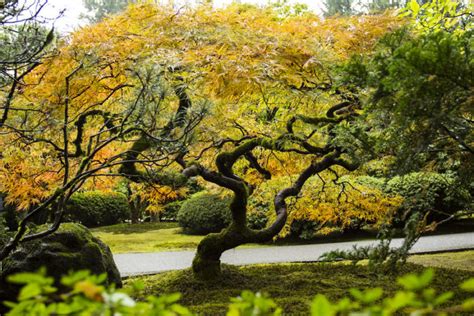 Take A Virtual Tour Through This Famous Japanese Garden In