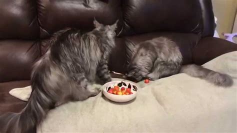 Two Maine Coon Cats Playing With Cherries Youtube