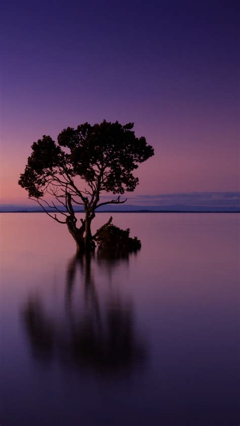 Lone Tree Wallpaper 4k Sunset Horizon Dawn Ocean 5k