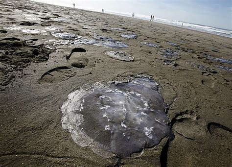 Sf Thousands Of Dead Jellyfish On Ocean Beach