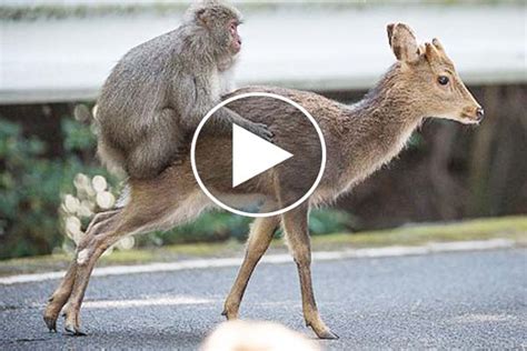 Strange Behavior Researchers Captured Video Footage Monkey Sex With Female Sika Deer