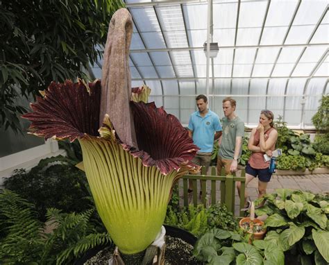 Amorphophallus titanum, species, also known as the titan arum, which has the largest unbranched inflorescence in the world. 'Mind-blowing' corpse flower blooms at botanical gardens ...