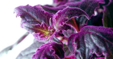 Maybe you would like to learn more about one of these? Purple Passion Vine | ASPCA