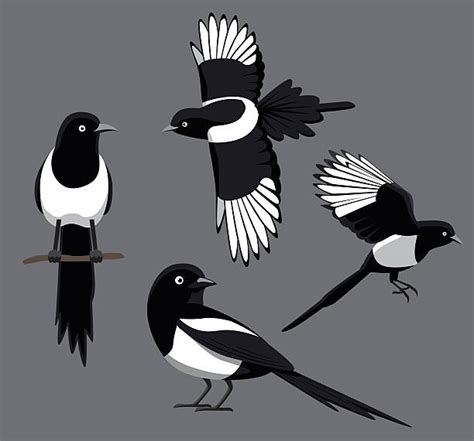 Magpie Illustrations Royalty Free Vector Graphics And Clip Art Istock
