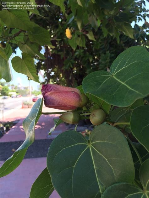 Plant Identification Closed Tree With Heart Shaped Leaves Yellow And