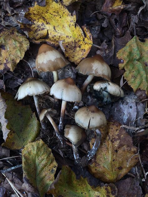 Psilocybe Caerulescens North Georgia Mycology Fungi Mushrooms