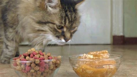 Is wet food bad for cats? Dry Vs. Wet Cat Food - The Better Choice for Your Cat ...
