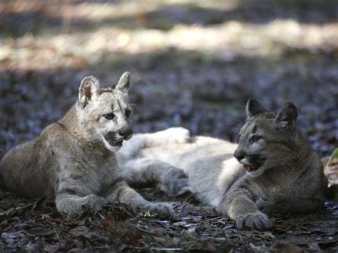 Cougar Cubs Come To Tallahassee Museum