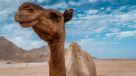 Lo Que No Sabías Del Camello El Rey Del Desierto