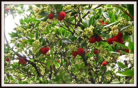 The fruit from the strawberry tree can be used to make jams, beverages, and liqueurs. Strawberry Tree | Arbutus menziesii (Ericaceae), commonly ...