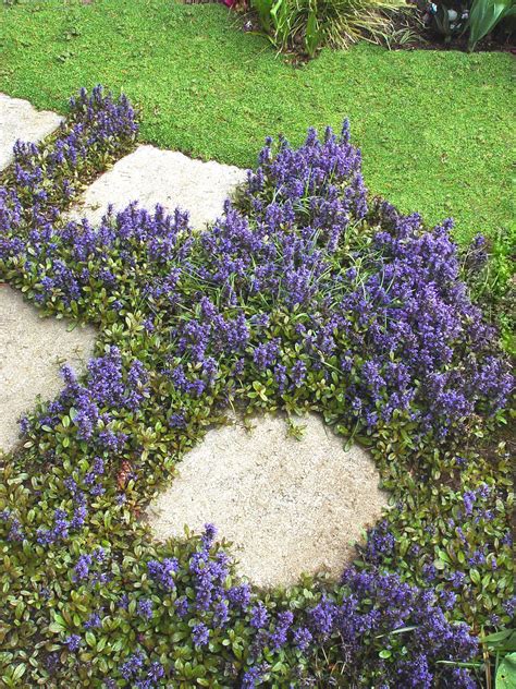 Deer Resistant Perennial Ground Cover Plants Plants Photo