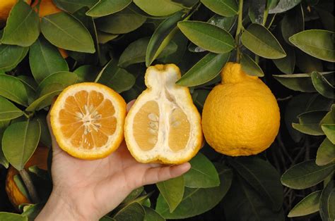 Sanbokan Lemon Trees For Sale Mcgill Citrus Nursery