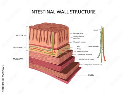 Intestinal Wall Structure Stomach Wall Layers Detailed Anatomy Stock