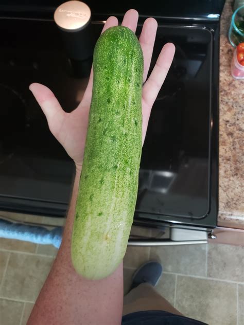 This Huge Cucumber I Grew R Gardening