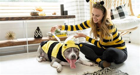 5 Diy Halloween Costumes For Dogs Cats And Their Owners Bechewy
