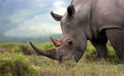Africa Moving African Rhinos What It Takes To Translocate An