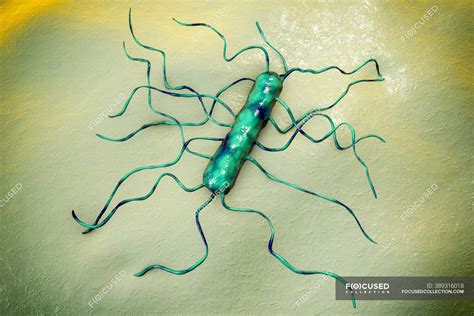Listeria Monocytogenes Bacterium Ilustración Por Computadora L