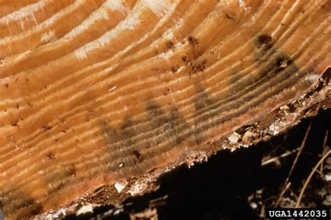 Pine Wilt Nematode Bursaphelenchus Xylophilus