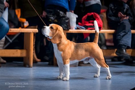 Beagle By Oksana Serova Beagle Beagle Dogs Cute Animals