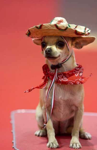 14 Chihuahua Costumes That Will Definitely Make You Laugh Artofit