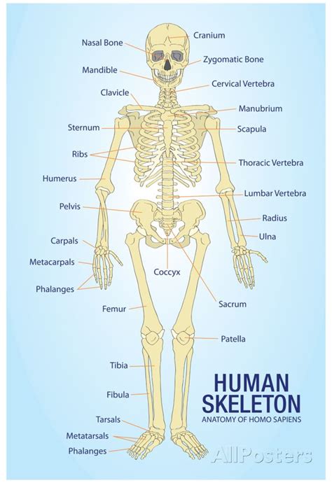 Human Skeleton Anatomy Anatomical Chart Poster Print Posters Human