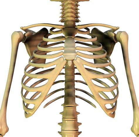 Digestive system of the upper torso. Upper Torso Bones, Artwork Photograph by Friedrich Saurer