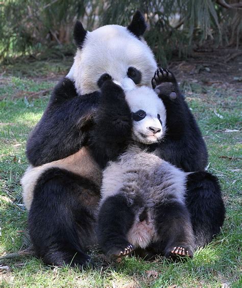 Iucn Congress Giant Pandas Are Conservation Symbol Of Success