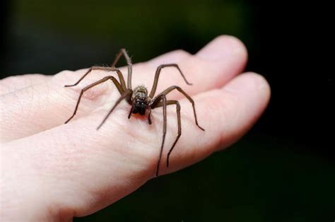Warning As False Widow Spider Numbers Increase Dramatic Rise In Bites