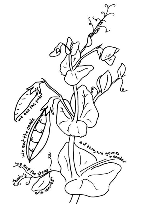 Pea Plant Coloring Page Free Pea Coloring Pages For Kids Download And