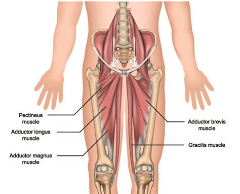 Left Hip Muscles Anatomy Muscles Of The Hips And Thighs Human Anatomy