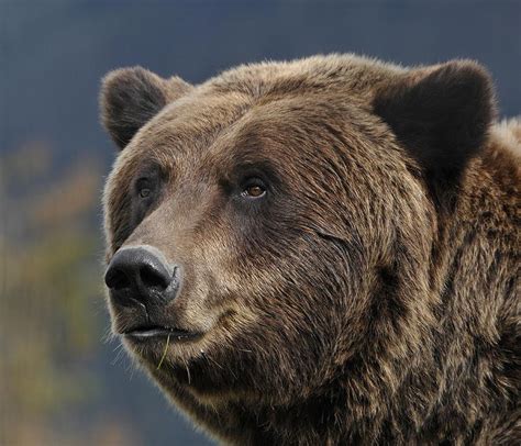 Grizzly Bear Portrait Wildlife Photography Bear Fine Art Bear Wall