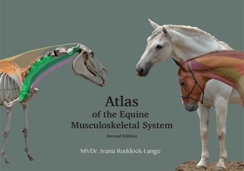 Pin On Equine Anatomy For Sculpture