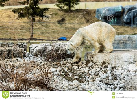 Polar Bear In Toronto Zoo Stock Photo Image Of Toronto 67014408