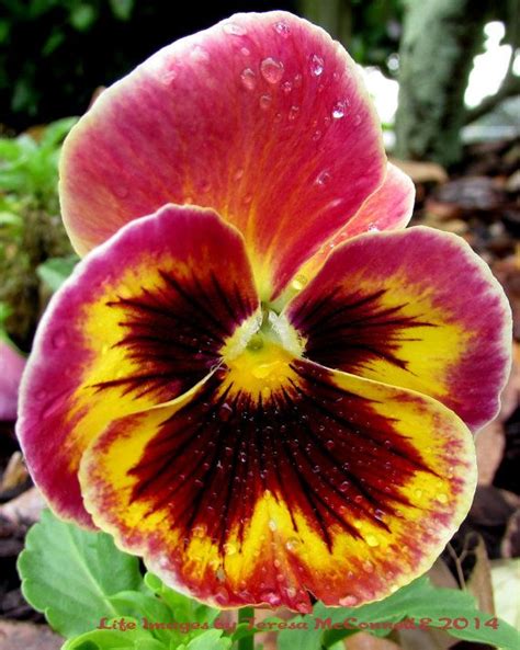 Multi Colored Pansy With Red Maroon And Yellow Fine Art Floral