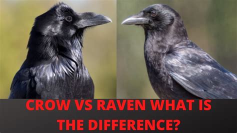 What Is The Difference Between A Raven And A Crow Youtube