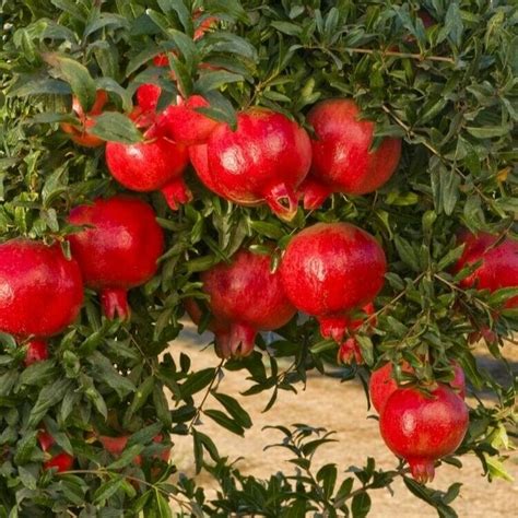 Pomegranate Tree Sweet Plants 9to 10 Garden Home Fruit Best T