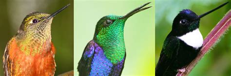 Hummingbirds And More Of Ecuador Southeastern Arizona