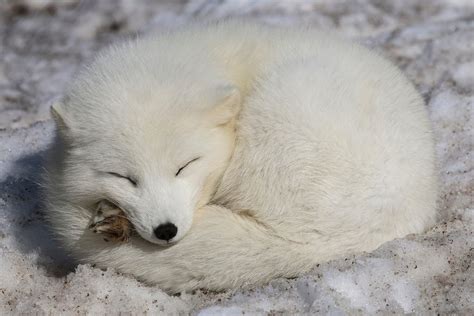 Cute Baby Arctic Fox Sleeping