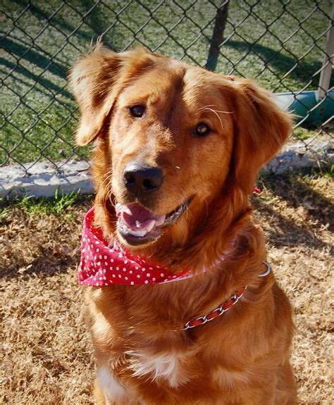Aside from the breeder, the cost of a puppy will also depend on the kennel's location, the parents' bloodline, and the number of pups available. All Dogs - Sooner Golden Retriever Rescue