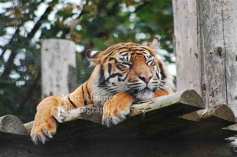 Kirana Female Sumatran Tiger Zoochat