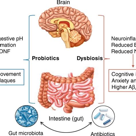 Schematic Representation Of The Role Of Microbiota Gut Brain Axis In