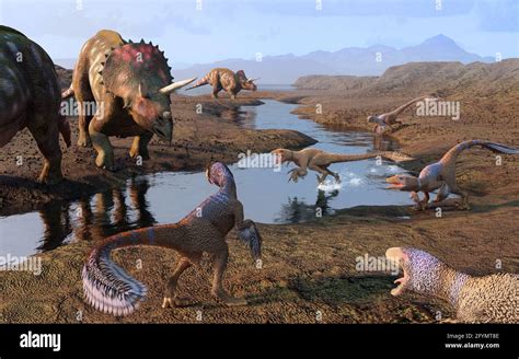 Dineobellator And Triceratops Dinosaurs Illustration Stock Photo Alamy