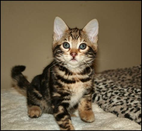 Bengal kittens & cats that are currently for sale. Bengal Kittens For Sale Oklahoma