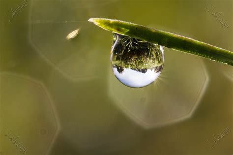 Free Images Water Grass Drop Dew Leaf Flower Refraction Green