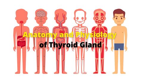 Anatomy And Physiology Of Thyroid Gland