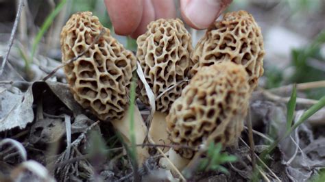 The Total Guide To Morel Mushroom Hunting Meateater Wild Foods