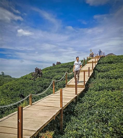 Wisata kebun teh gunung gambir jember facebook. 10 Spot Foto Keren Kebun Teh Gunung Gambir Tiket Masuk & Alamat - Wisata Oke